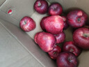 京鲜生 甘肃天水花牛苹果 又大又红 净重10斤 单果200g以上 新鲜水果  实拍图