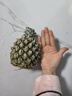 正宗海南金钻凤梨新鲜水果当季树上熟芒果凤梨【催熟食用】 1粒装单果500g-650g【7成熟，催熟再吃】 实拍图
