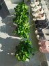 双盟绿萝盆栽除甲醛花卉绿植办公室新房净化空气180白竖纹4盆源头直发 实拍图