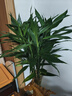 沭之美水培富贵竹植物 大号富贵竹80-90cm高10支不含瓶 源头直发 实拍图