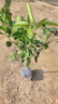 颜怒正宗嫁接砂糖橘子树苗无籽蜜橘树苗盆栽地栽果树苗南方北方种植 正宗砂糖橘子 三年苗壮苗 实拍图
