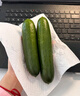 京喜加新鲜无刺水果小黄瓜小青瓜脆甜荷兰脆嫩生吃黄瓜蔬菜 水果黄瓜 2斤 带箱活动 实拍图