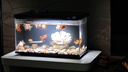 米家小米米家智能生态鱼缸还原自然生态补仓一次三月无忧出差旅行必备 实拍图