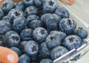 怡颗莓Driscoll's云南蓝莓Jumbo大果18mm+ 4盒装 约125g/盒 新鲜水果 实拍图