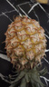 正宗海南金钻凤梨新鲜水果当季树上熟芒果凤梨【催熟食用】 1粒装单果500g-650g【7成熟，催熟再吃】 实拍图