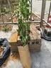 桂花树苗盆栽室内四季桂花卉植物金桂丹桂庭院大树浓香型绿植开花 【四季桂】粗1cm 高0.8-1米土球发货 实拍图