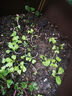 北蔬 空心菜种子苗柳叶青梗小竹叶蔬菜种籽 柳叶空心菜种子25g约500粒 实拍图