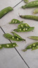 云南高原露天种植新鲜豌豆带壳青豆角脆甜水果豌豆荚现摘现发蔬菜 净重8.5斤【家庭囤货装】 实拍图