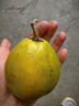 云南小众特产鸡蛋果蛋黄果云南老树狮头黄果新鲜水果放软吃-发财 带箱大果5斤100g起 实拍图