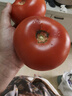 番茄约500g 实拍图