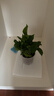 双盟 绿萝盆栽除甲醛花卉绿植办公室新房净化空气110款10盆装源头直发 实拍图