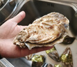 蜀皇 乳山生蚝鲜活特大牡蛎海蛎子5斤2XL(18-28只)只源头直发包 邮  实拍图