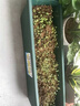原起点长方形霍伦种菜盆60cm特大种花盆阳台种菜神器长条蔬菜草莓种植盆 橄榄绿1个装【送自吸水网】 实拍图