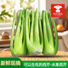 京鲜生山东新鲜大西芹净重4.5斤榨汁现挖芹菜鲜嫩蔬菜 去半叶源头直发 实拍图