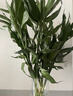 【富贵竹】水培节节高室内绿植客厅招财植物鲜花卉好养常绿七夕 绿色水培富贵竹70cm10枝 实拍图