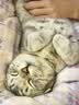 凯锐思猫粮幼猫猫粮1-12月奶糕助力免疫鲜肉冻干双拼幼猫粮 【4-12月助力免疫】经典鱼肉味 10kg（送30支猫条） 实拍图