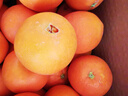 【热销】湖北秭归脐橙鲜果上市 净重9斤70-75m 实拍图