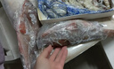 新鲜石斑鱼深海野生海鱼石斑鱼冷冻特大老虎斑红口斑珍珠斑顺丰 野生大石斑鱼6条/每条351g-501g 实拍图
