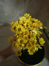 【七彩小雏菊】鲜切花混搭混色多头鲜花插瓶水养花期长七夕礼物 黄色小雏菊50CM5枝 实拍图