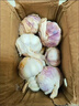 山东金乡蒜大蒜出口标准精选大蒜头蔬菜调料单果5cm 出口标准网兜装箱 455g 5-5.5cm特大 实拍图
