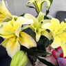 悦多彩AB级优质香水百合 家庭办公室各色生活鲜花 昆明基地 现采直发 黄色百合10朵（双头5枝） 实拍图