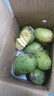 集南鲜 越南青玉芒果 芒果当季大青皮黄皮大芒果新鲜水果整箱 含箱10斤 单果250g起  净重9斤 实拍图