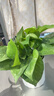双盟绿萝盆栽除甲醛花卉绿植办公室新房净化空气110竖纹盆8盆源头直发 实拍图