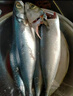 东海野生青占鱼新鲜海捕速冻鲐鲅鱼青花鱼深海海鲜水产马鲛鱼海鱼 野生海捕青占鱼3-4条一斤 8斤 囤货款 品质保障 实拍图