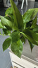 双盟绿萝盆栽除甲醛花卉绿植办公室新房净化空气 120款10盆源头直发 实拍图