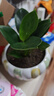 新大叶金钻绿公主盆栽植物除甲醛绿植办公室四季常青室内客厅摆放 【1盆】金钻+基地原盆 含盆高度15-20厘米 实拍图