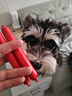 疯狂小狗 宠物狗狗零食火腿肠幼成犬通用奖励香肠  肉多多牛肉味 900g 实拍图