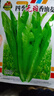 【京东物流】蔬菜种子四季播盆栽阳台庭院香菜生菜菠菜简单秋易种 油麦菜种子1包约1000粒 实拍图