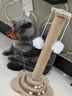 HELLOJOY猫抓柱剑麻猫抓板猫玩具耐抓耐磨不掉屑猫爬架立式自嗨解闷用品 实拍图