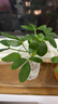 特价懒人水培绿植九里香绿萝文竹室内易养净化空气花卉盆栽 鸭脚木1颗【不含盆】土培水培皆可10-15cm 实拍图