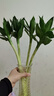 花翁水培绿植物招财转运室内水养花卉盆栽文昌竹4支(50-60cm)源头直发 实拍图