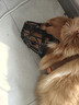 dogstory狗嘴套宠物口罩中大型犬通用防咬保护套金毛柯基泰迪 黑色 XXXL（适合60斤以上狗狗） 实拍图
