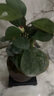 格调生活小盼菩提树盆栽绿植物室内花盆景办公室桌面观叶四季客厅好养活树 菩提【带果发货】舍得陶瓷盆底座 带盆栽好 实拍图