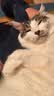 小毛豆猫粮 归真猫粮 全阶段成猫幼猫酶解鲜鸡肉幼猫猫粮福贝猫粮 【80%人选择】归真猫粮9斤+送1斤试吃 实拍图