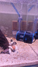 森森（SUNSUN）造浪泵鱼缸水族箱冲浪泵耀蓝造流吹粪便吹鱼便 吸盘款5W 流量调节 适合60-80cm鱼缸 实拍图