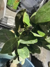 金钱榕树盆景老桩小叶榕苗木造型盆栽人参榕室内绿植提根绿植矮莊 中富贵榕25cm左右高度 实拍图