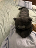 野兽派家居（tbh）懒蓝猫长条抱枕 枕头靠垫家用客厅沙发腰枕床头靠枕礼物 懒蓝猫条形抱枕22X115cm 0cm*0cm 含枕芯 实拍图