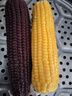 京鲜生东北糯玉米3黄3白3黑220g*9棒 真空包装新鲜甜糯玉米棒 源头直发 实拍图