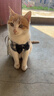 加仕高宠物猫绳胸背带遛猫绳防挣脱猫链子猫咪牵引绳可调节带铃铛S号 实拍图