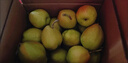 京鲜生 新疆库尔勒香梨 净重10斤 一级 单果100-120g 生鲜水果 实拍图