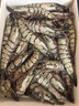 GUO LIAN国联 黑虎虾超大规格斑节虾无冰净重2斤 16-20只高虾青素年货送礼 实拍图
