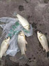 艾蒂欧苍穹之颠H118PLUS超轻硬传统钓鱼竿碳素19调炮竿打窝竿钓草洞鲫鱼 15m +加硬稍+打窝稍+鱼竿背带 实拍图