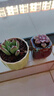 源老舍多肉拼盘盲盒花盆陶瓷家用法师蛋桃肉肉小盆高颜值陶土透气种植盆 升级版12个装 中等 实拍图