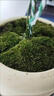 孙凯（SUNKAI）鲜活苔藓青苔藓 微景观植物盆景生态瓶diy绿植水陆缸假山盆栽盆景 实拍图