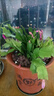 清仓处理花苞蟹爪兰花绿植盆栽室内大苗好阳台养耐活四季开花花卉 3个混色：20-30头【带花苞】+绿色塑料加仑盆 四季重复开花【耐寒】+送营养土 实拍图