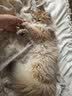 卫仕猫用筋骨魔方1.9g鲨鱼软骨素猫咪关节折耳软骨素钙片补钙宠物 实拍图